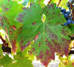 дефицит фосфора на винограде